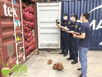 海口海关支持本土椰子加工企业复工复产